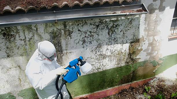 Top rated local Basement Mold Removal specialists in Freeburg, IL